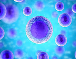 células madres