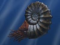 Ammonite