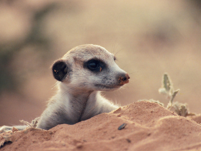 Va néixer el suricata Oximoron
