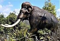 mamut