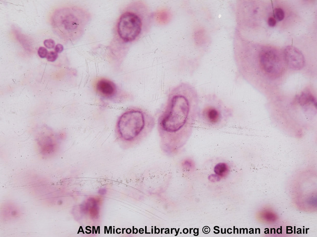 cell-culturing techniques are developed