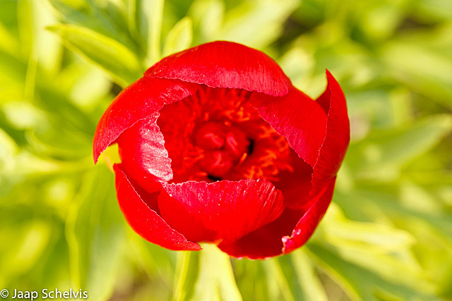 Kleurencontrast foto tulp