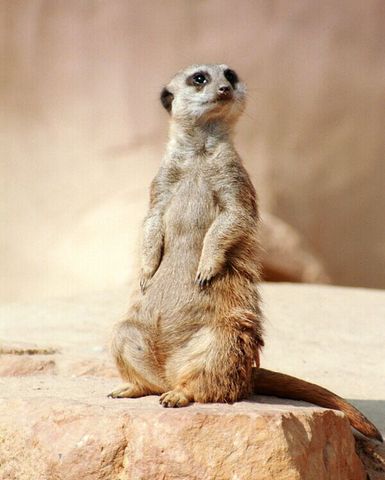 La desició de l'Oximoron