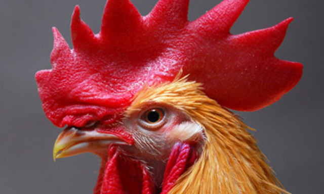 Scotland scientists manage to breed drug enhanced chickens that lay cancer fighting eggs