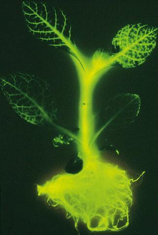 Scientists create a recombinant organism for the first time