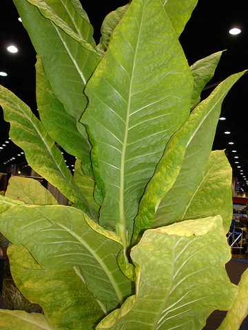 The U.S aproves the public release of the very first GM product - tobacco