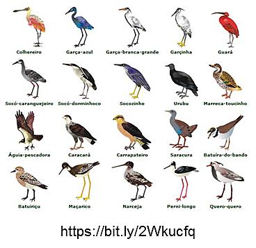 Aparecimento das aves