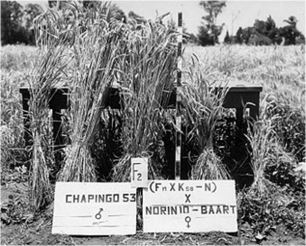 Planting of high-yield wheat varities, know as the Green Revolution, increaesed the amount of food being produced.(Happened in countries such as Mexico or India)