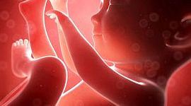 Timeline: Desarrollo prenatal