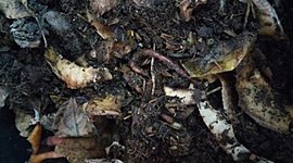 Timeline: Elaboración de un lumbricario