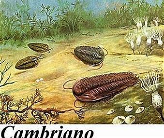 Cámbrico