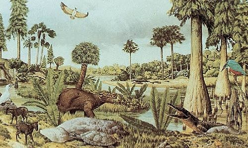 Era: Cenozoico (65 millones de años- actualidad)