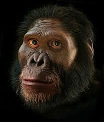 AUSTRALOPITHECUS