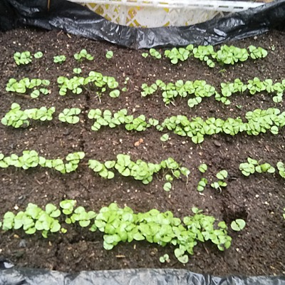 Timeline: ALBAHACA AROMATICA