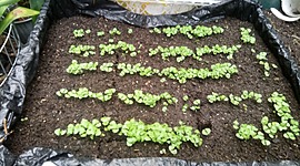 Timeline: ALBAHACA AROMATICA