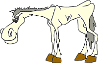 Nombramiento del caballo y de su amada