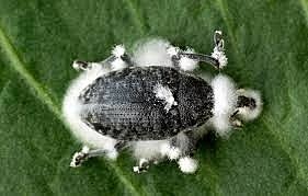 Enfermedad de los gusanos de seda