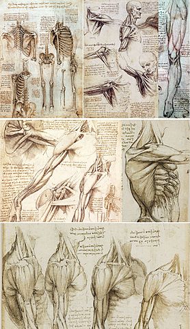 Anatomical research