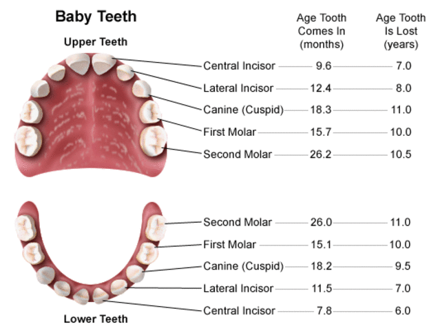 First teeth