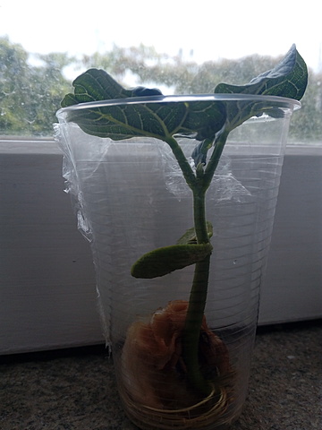 Folhas já bem destacadas