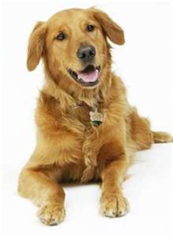 Ashley, my dog joined our family.