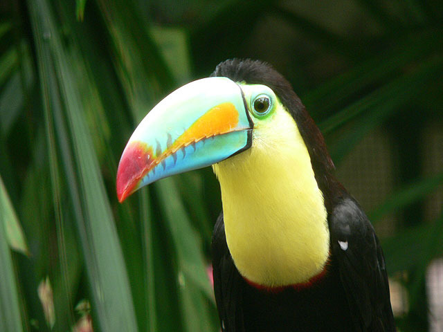 First Play, Toucan