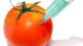 Timeline: first comercialy grown GM food crop created