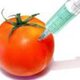Gmo tomatoe