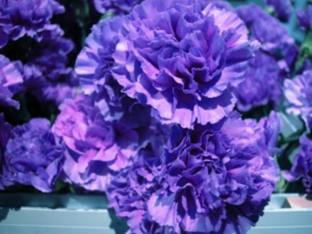 Breeding of 2 different flowers are crossed in the Netherlands