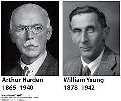 1905  Fosfatos y fermentación