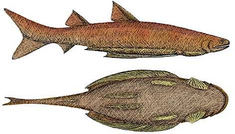 PERÍODO - SILÚRICO (438 - 408 m.a.)