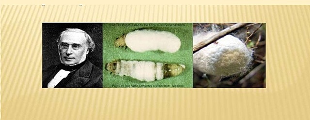 bassi descubre la enfermedad de los gusanos de seda