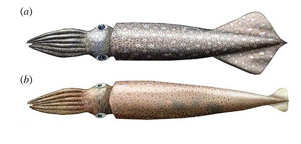 BELEMNITES (mesozoico)