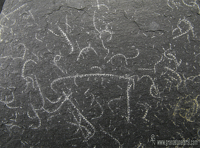 GRAPTOLITOS (paleozoico)