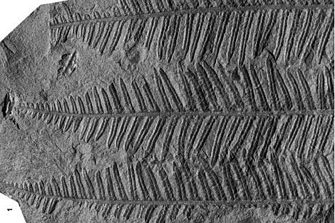 HELECHOS GIGANTES (paleozoico)