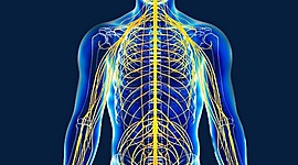 Timeline: HISTORIA DEL SISTEMA NERVIOSO (VALENTINA VELEZ RAMIREZ)