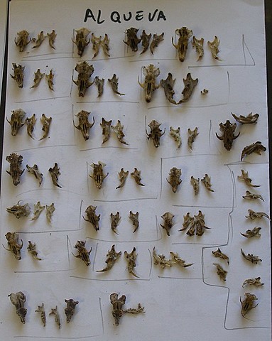 MICROMAMÍFEROS (cenozoico)