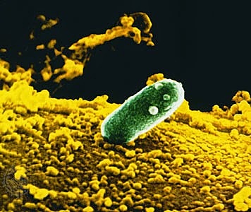 bacterias que modulan las leguminosas