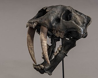 SMILODON (cenozoico)