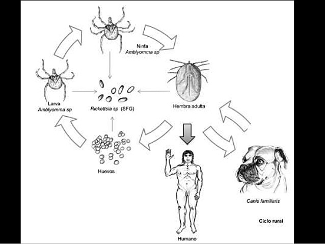 fiebre de las montañas rocosas