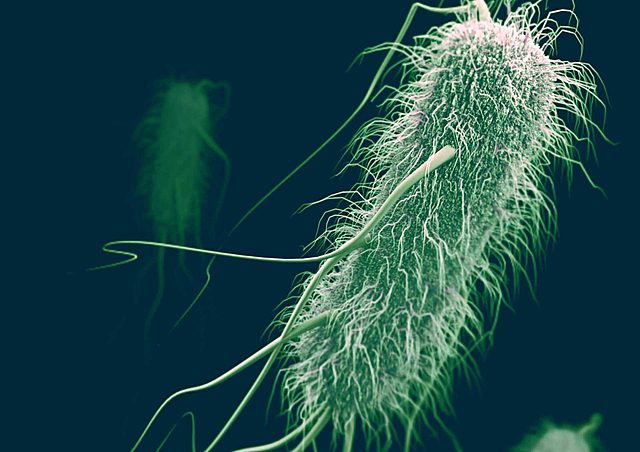 Escherichia coli.