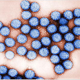 rotavirus