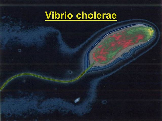 Vibrio cholerae