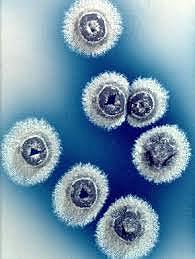 streptomyces coliecolor
