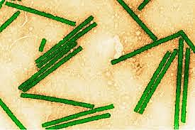 mosaico del tabaco (virus filtrable)