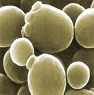 hongo Saccharomyces cerevisiae