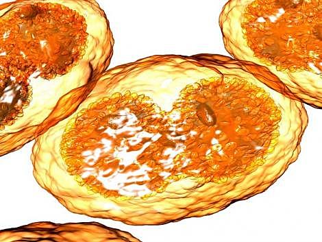 Erradicación de la viruela