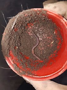 Estudio de las lombrices