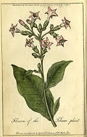 Jamestown Exports 1st Tobacco Shipment