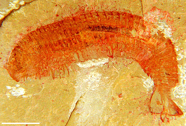 Desde hace 500 millones de años (primeras agrupaciones nerviosas)